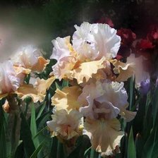 Схема вышивки «irysy»