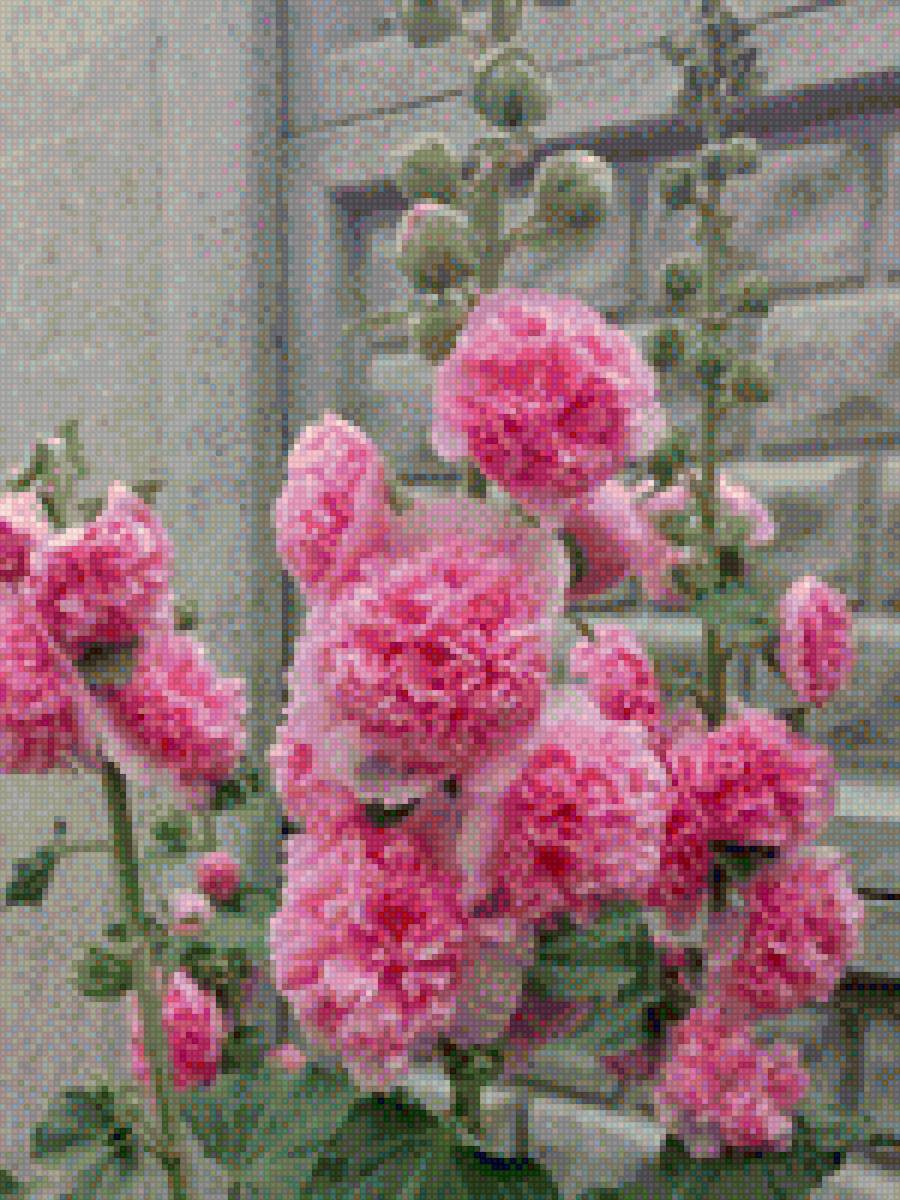 Мальвы в июне - цветы, мальвы - предпросмотр