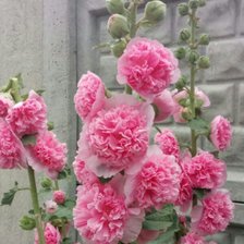 Мальвы в июне