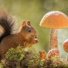 Схема вышивки «белочка»