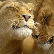 Схема вышивки «№1549204»