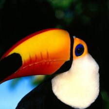 Схема вышивки «Тукан»