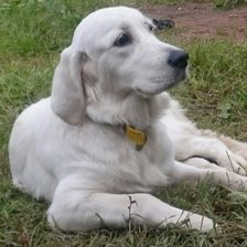 Схема вышивки «Золотая Дженни»