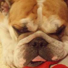 Схема вышивки «Yang»