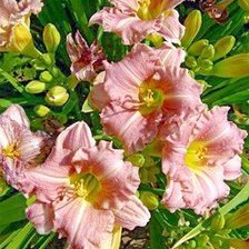 Схема вышивки «лилейники»