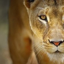 Схема вышивки «ЛЬВИЦА»