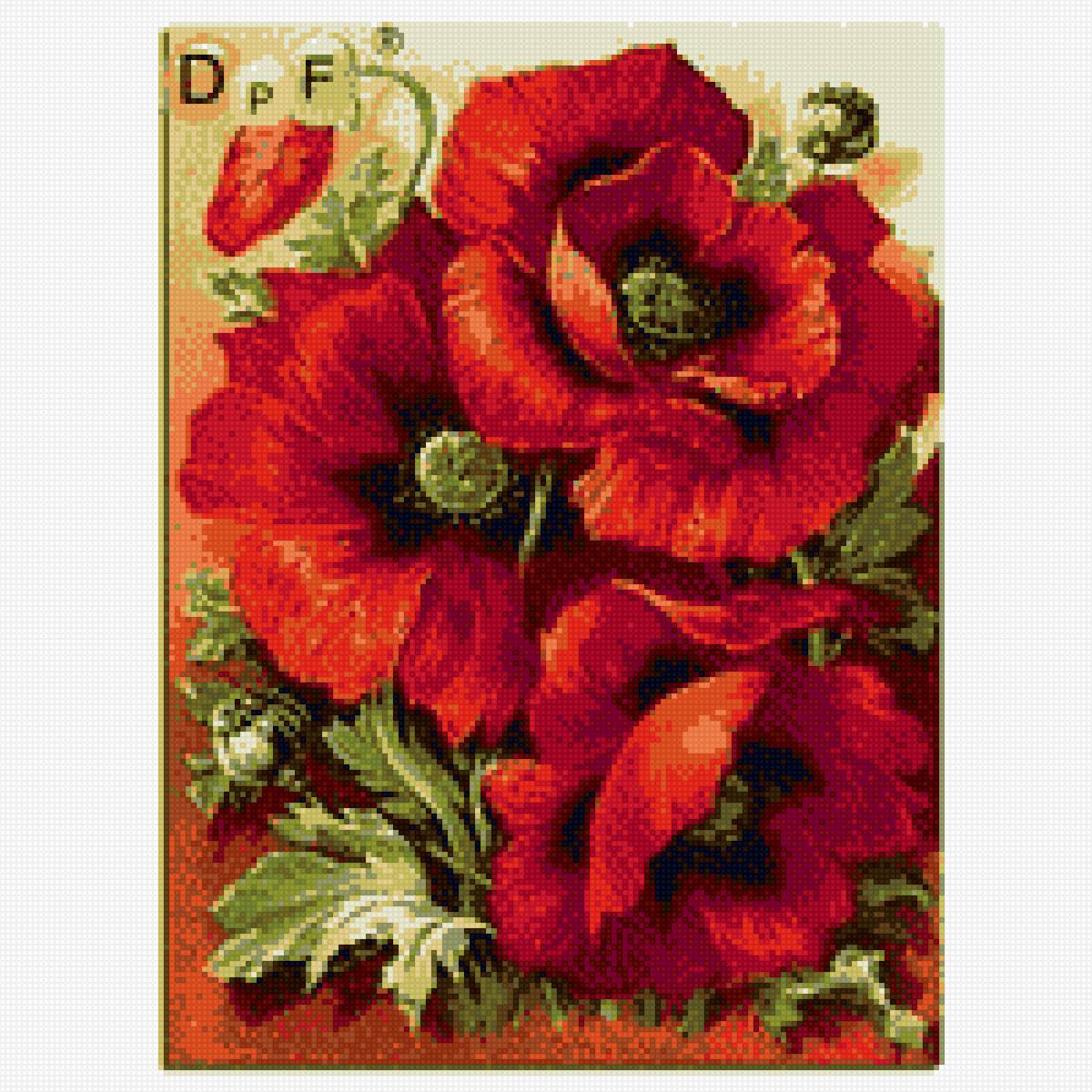 маки - предпросмотр