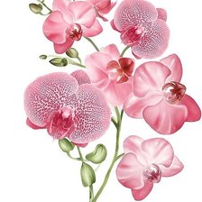 Схема вышивки «розовая нежность»