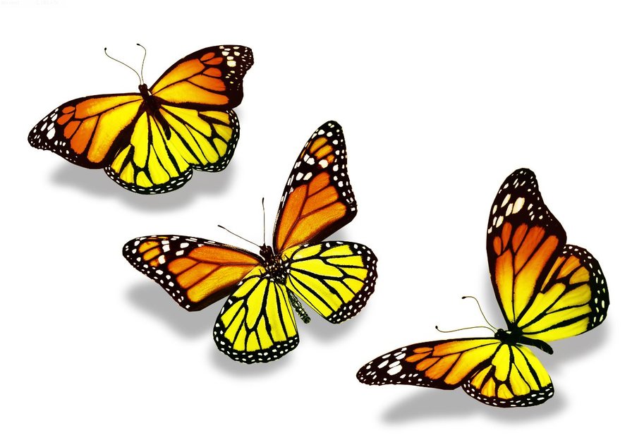 бабочки - бабочки - оригинал