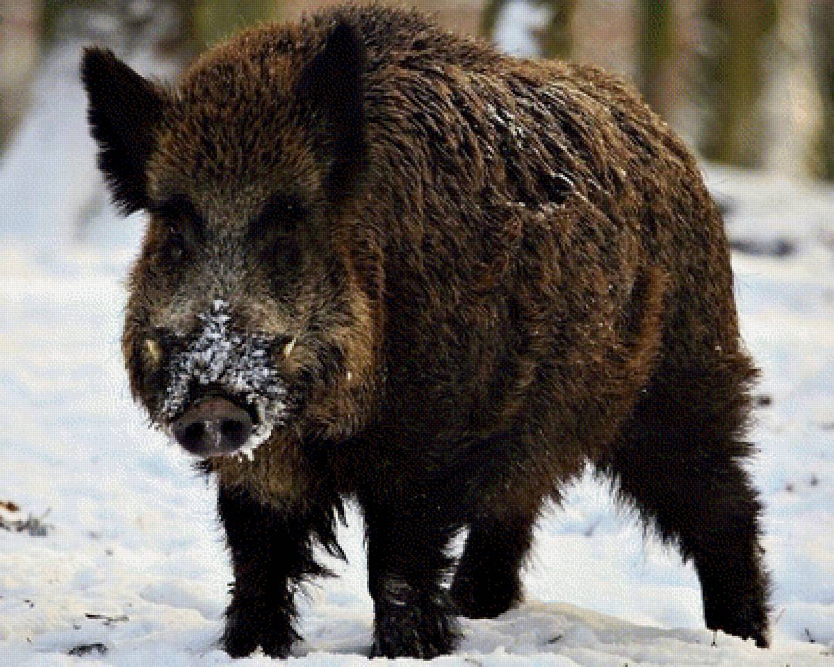 Дикий кабан - предпросмотр