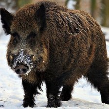 Дикий кабан