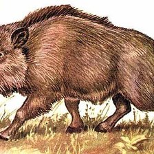 Схема вышивки «Кабан»