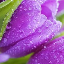 Схема вышивки «Цветы»