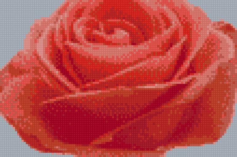 Роза - коралловый, цветы - предпросмотр