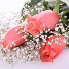 Схема вышивки «розы»