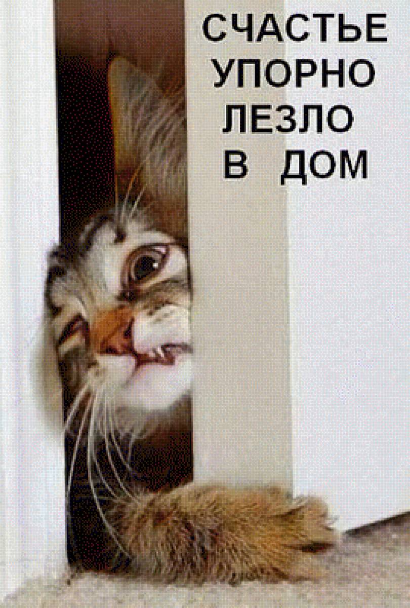 А счастье упорно лезло в дом 3 - котик, домой - предпросмотр