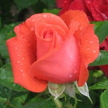 Схема вышивки «Роза»