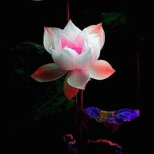 Схема вышивки «ночной цветок»