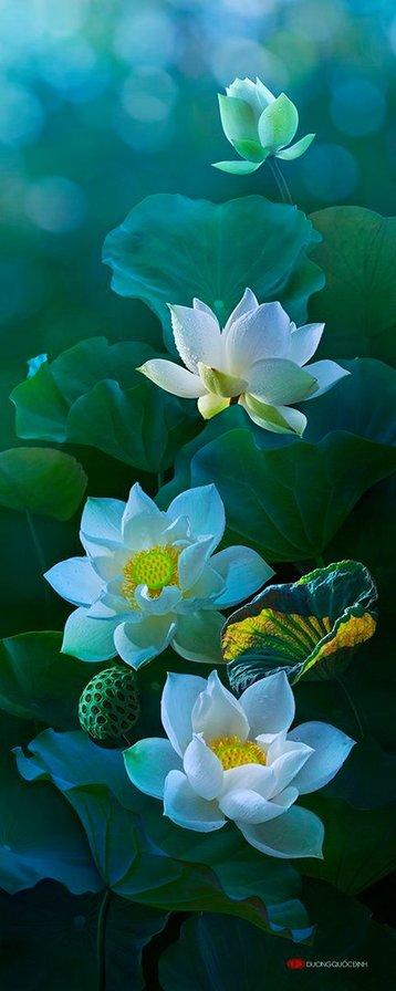 ночной цветок 2 - оригинал