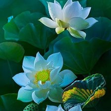 ночной цветок 2