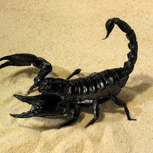 Скорпион на песке