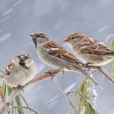 Схема вышивки «Зимний хор»