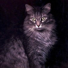 Схема вышивки «Кошка»