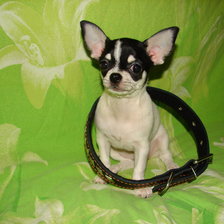 Схема вышивки «чихуахуа Муха»