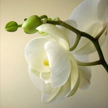 Схема вышивки «ОРХИДЕЯ»