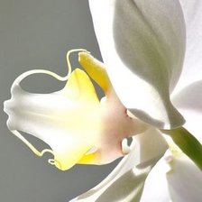 Схема вышивки «ОРХИДЕЯ»