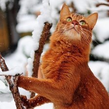 Red-headed cat