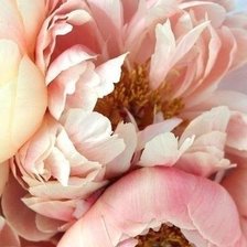 Схема вышивки «Нежные пионы !»