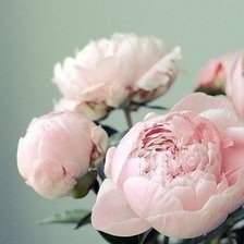 Схема вышивки «Нежные пионы !»