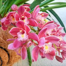 Схема вышивки «Бордовая орхидея»