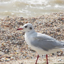 Схема вышивки «ЧАЙКА»