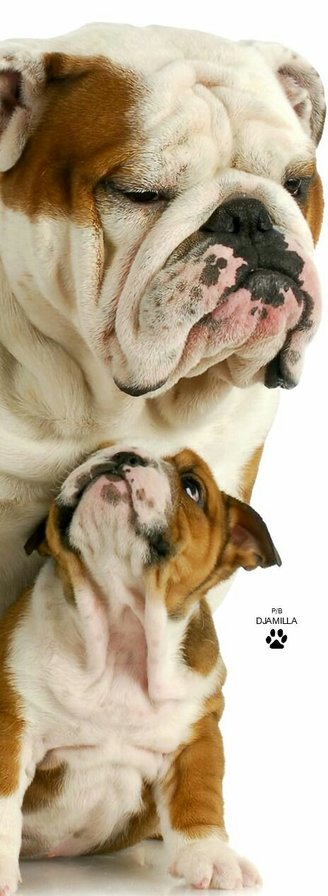 BULLDOG INGLES PAPA E HIJO - bulldog ingles - оригинал