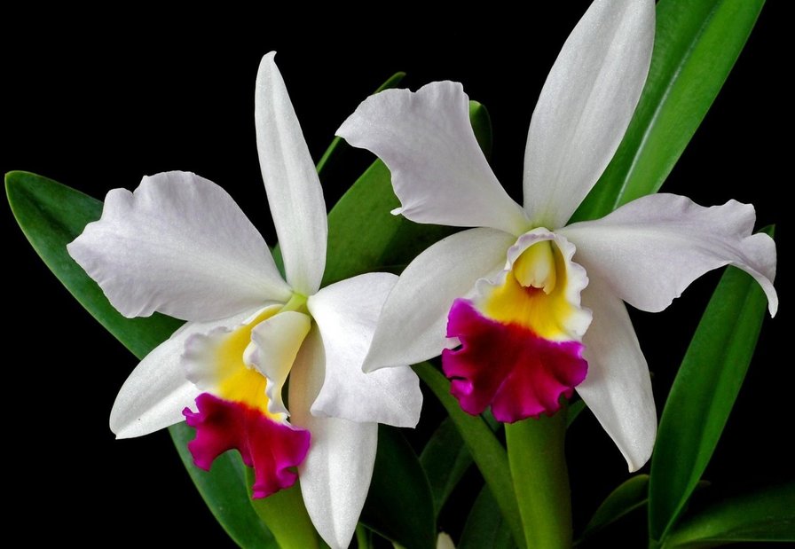 Белая орхидея - цветы, орхидеи - оригинал