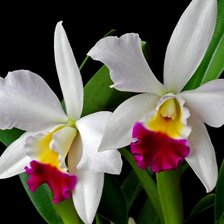 Схема вышивки «Белая орхидея»