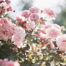 Схема вышивки «JARDÍN DE ROSAS»