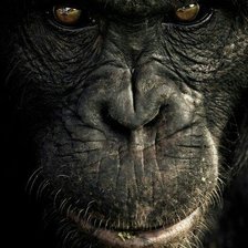 Схема вышивки «GORILA (CARA)»