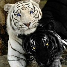 PAREJA DE TIGRES BLANCO Y NEGRO