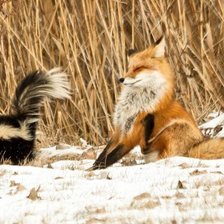 Схема вышивки «лиса и скунс-1»