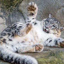 Схема вышивки «ирбис-1»