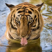 Схема вышивки «тигр»