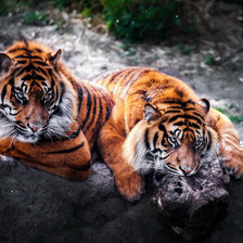 Схема вышивки «тигры-3»