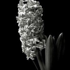 Схема вышивки «№1559657»