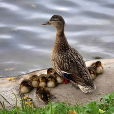 Patos Família