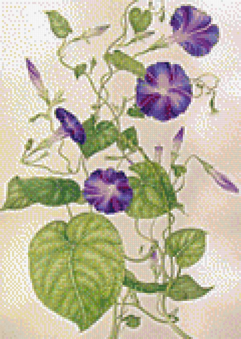 ипомея - цветы - предпросмотр