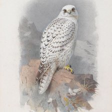 Схема вышивки «кречет»