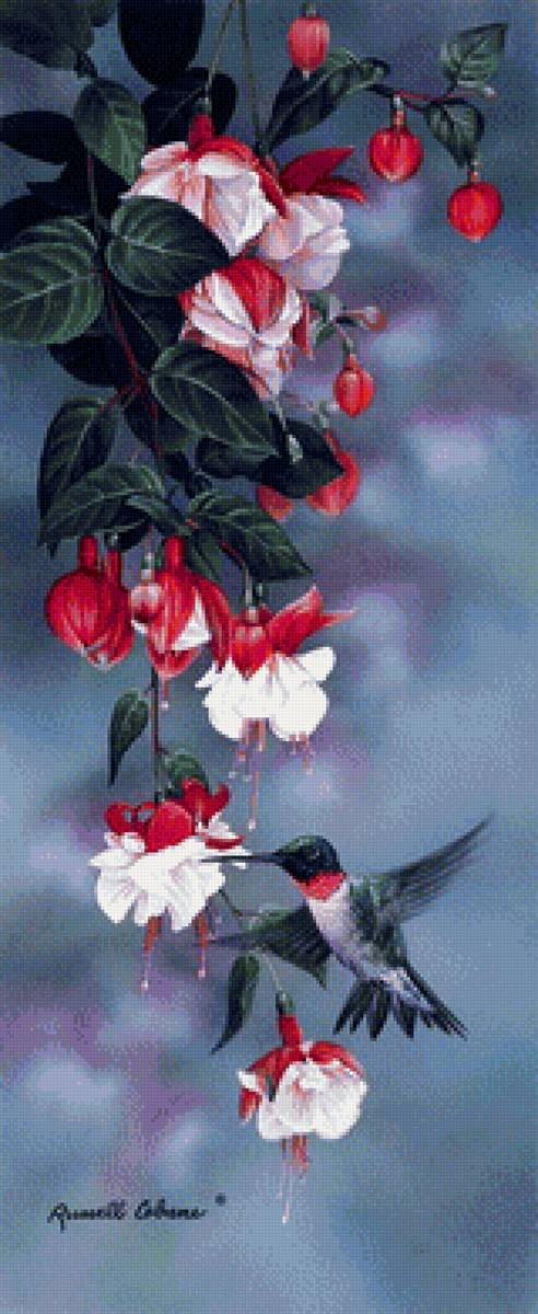 фуксия - предпросмотр